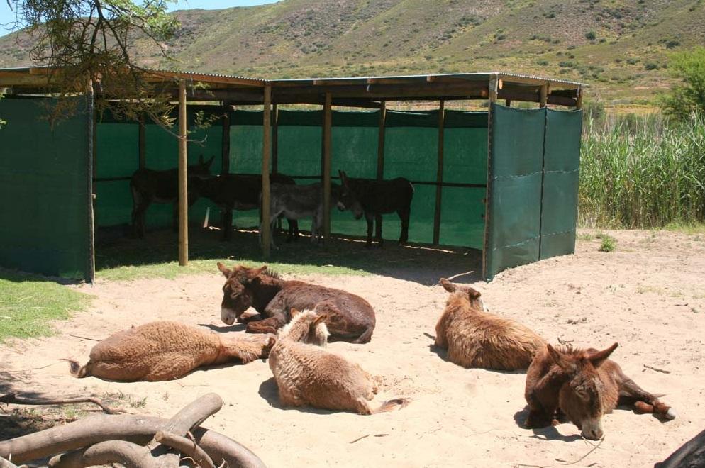 南非一個驢子庇護中心。(互聯網)