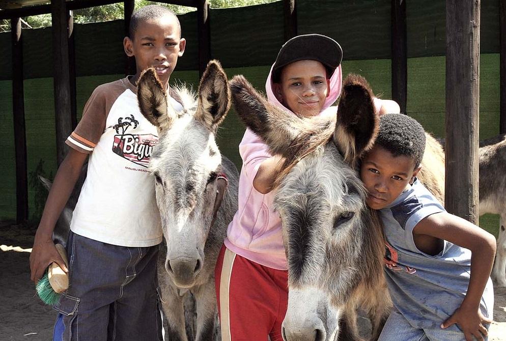 南非一個驢子庇護中心。(互聯網)