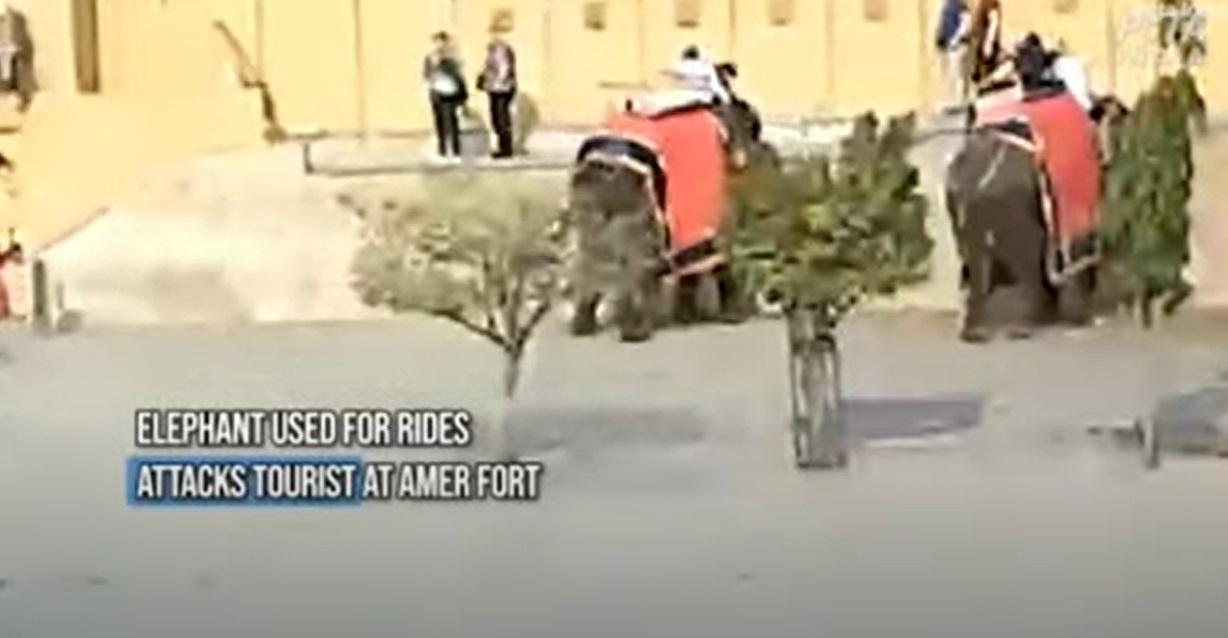 大象用象鼻抓住女遊客。(互聯網)