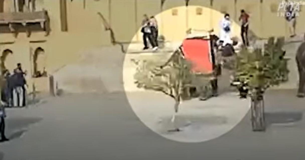 大象轉身。(互聯網)