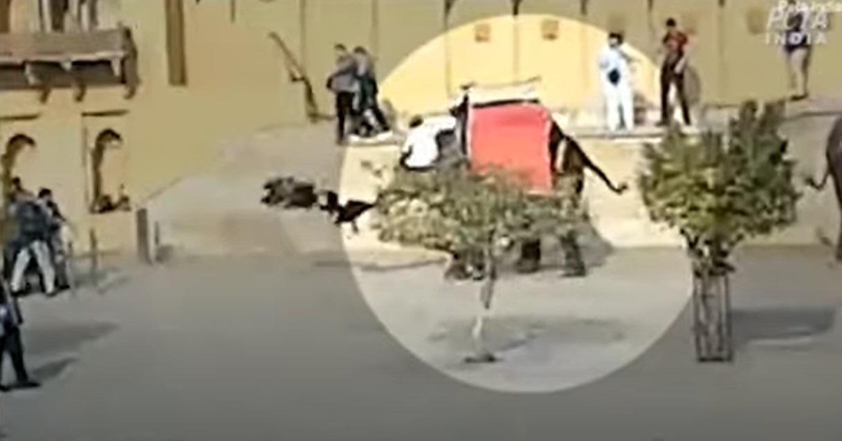 大象用象鼻猛fling女遊客,背上的遊客幾乎跌下。(互聯網)