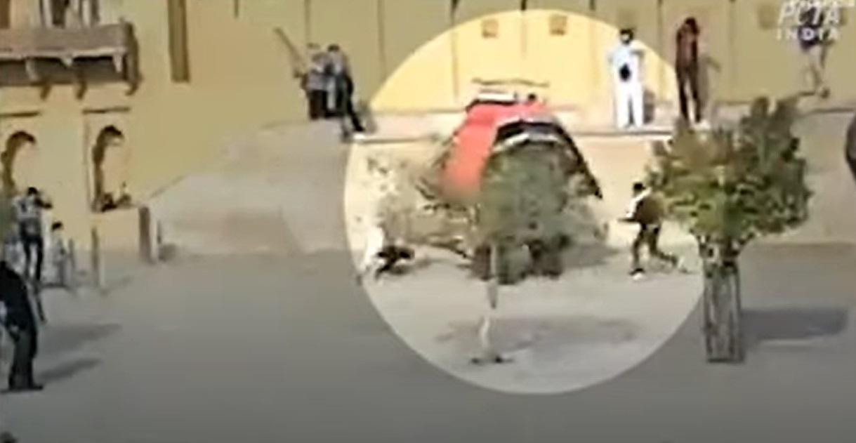 象背上的遊客跌落地上。(互聯網)