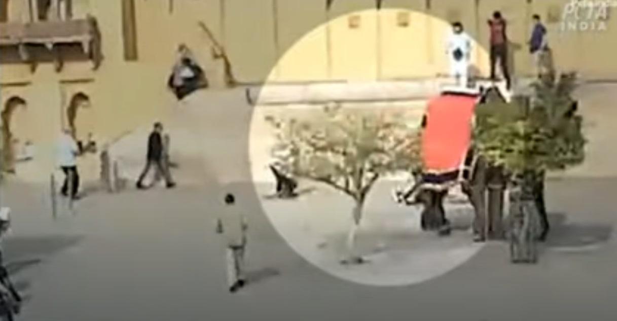 大象離開。(互聯網)