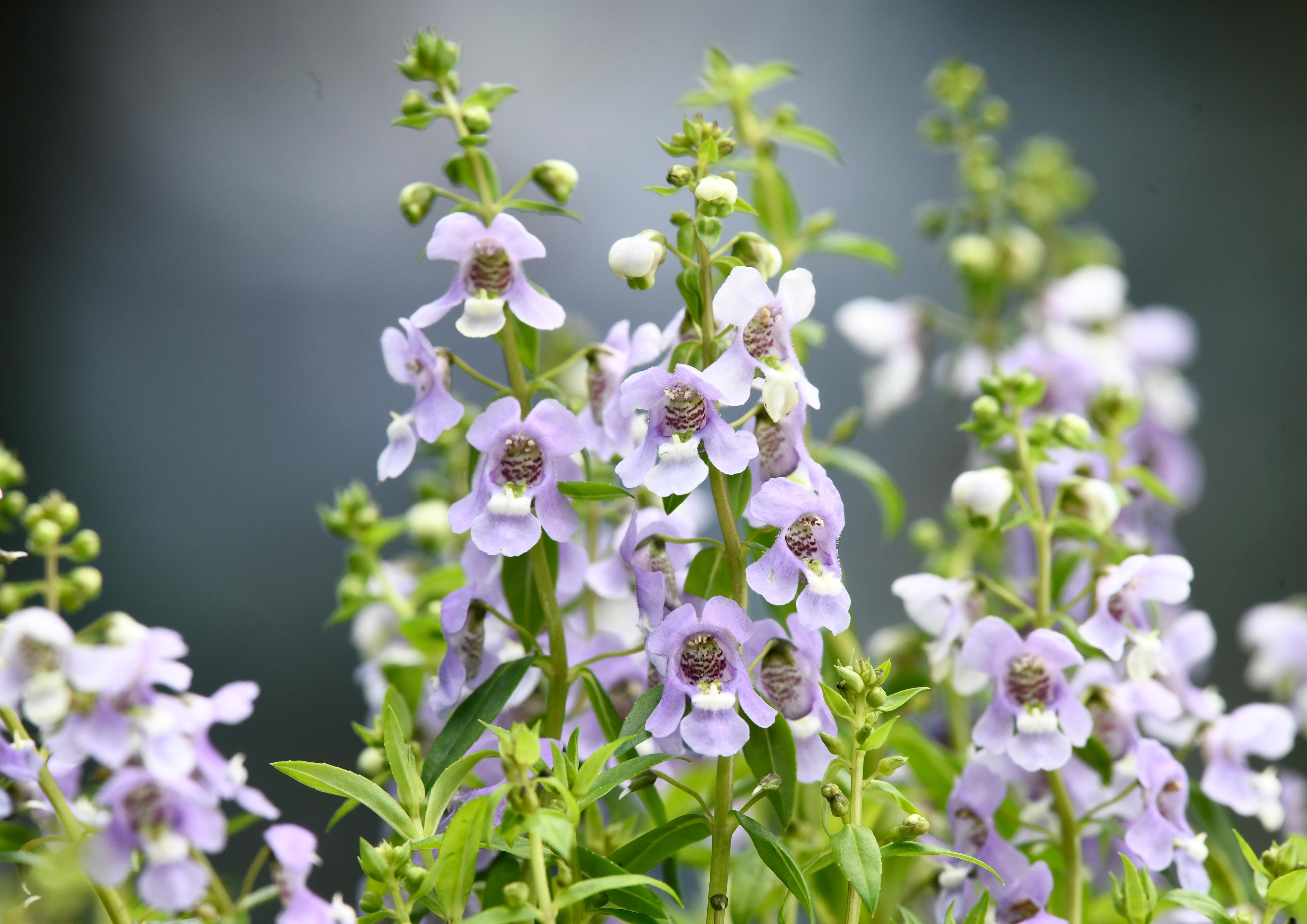 香港花卉展覽三月十五日至二十四日在維多利亞公園舉行,為期十天,大會以色彩繽紛的香彩雀為主題花