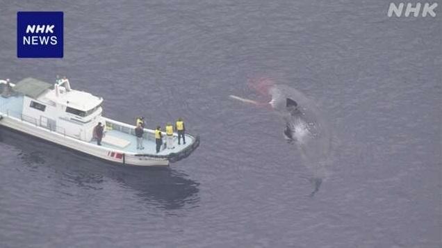大阪府人員與專家周一上午乘船查看鯨魚狀況。(互聯網)