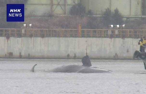 受困大阪灣的鯨魚周一上午確認死亡。(互聯網)