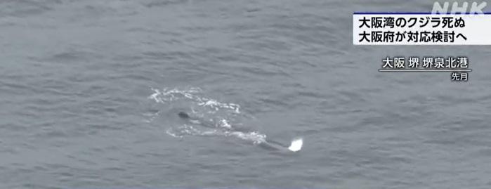 鯨魚上月在大阪灣活動。(互聯網)