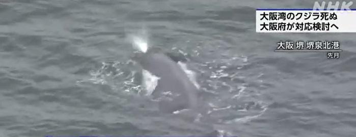 鯨魚上月在大阪灣活動。(互聯網)