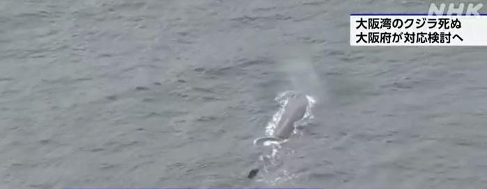 鯨魚上月在大阪灣活動。(互聯網)