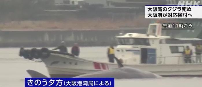 大阪府人員與專家周一上午乘船查看鯨魚狀況,確認其已死亡。(互聯網)
