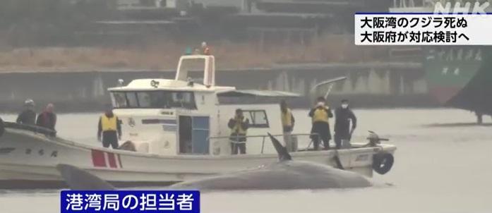 大阪府人員與專家周一上午乘船查看鯨魚狀況,確認其已死亡。(互聯網)
