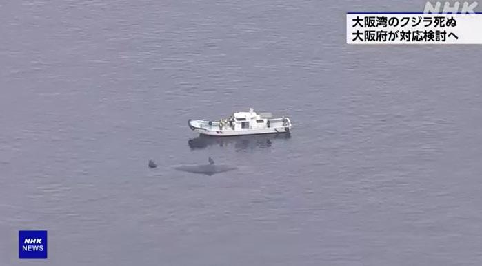 大阪府人員與專家周一上午乘船查看鯨魚狀況,確認其已死亡。(互聯網)