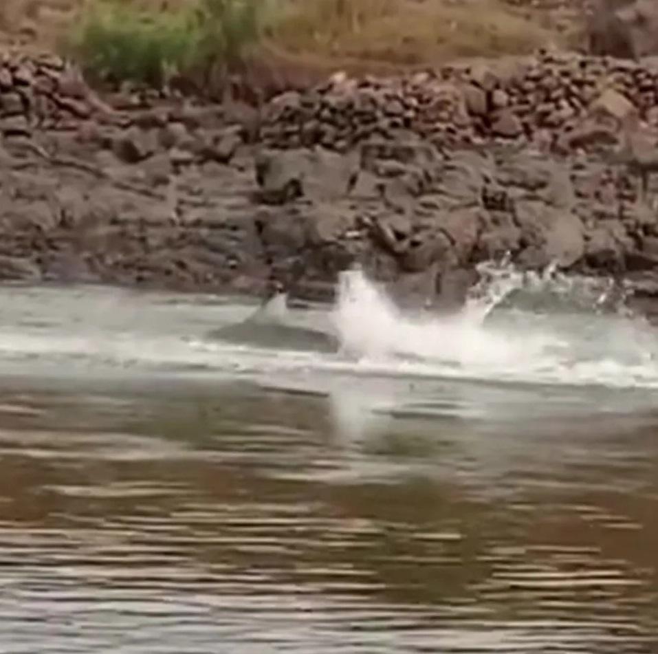 公牛鯊襲擊戈瓦里,水花四濺。(互聯網)