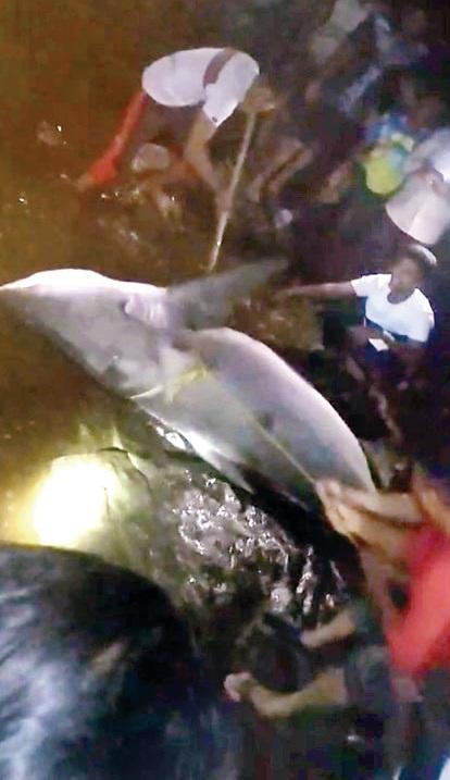 漁民合力捕捉施襲的公牛鯊。(互聯網)