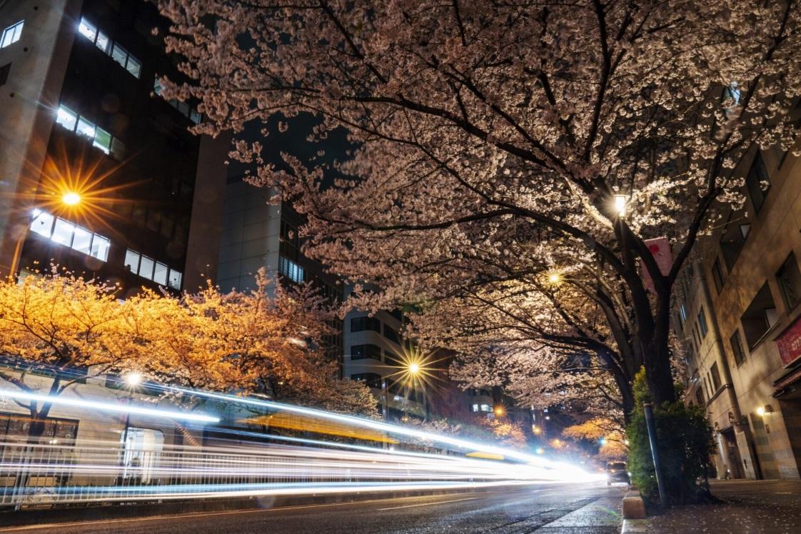 東京櫻花綻放。(資料圖片)