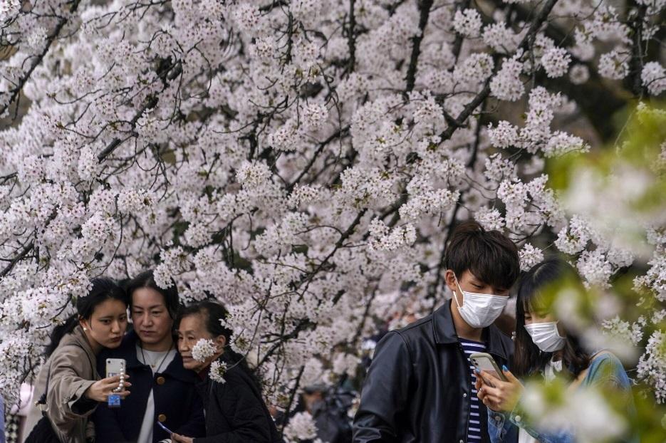 東京民眾結伴賞櫻。(資料圖片)
