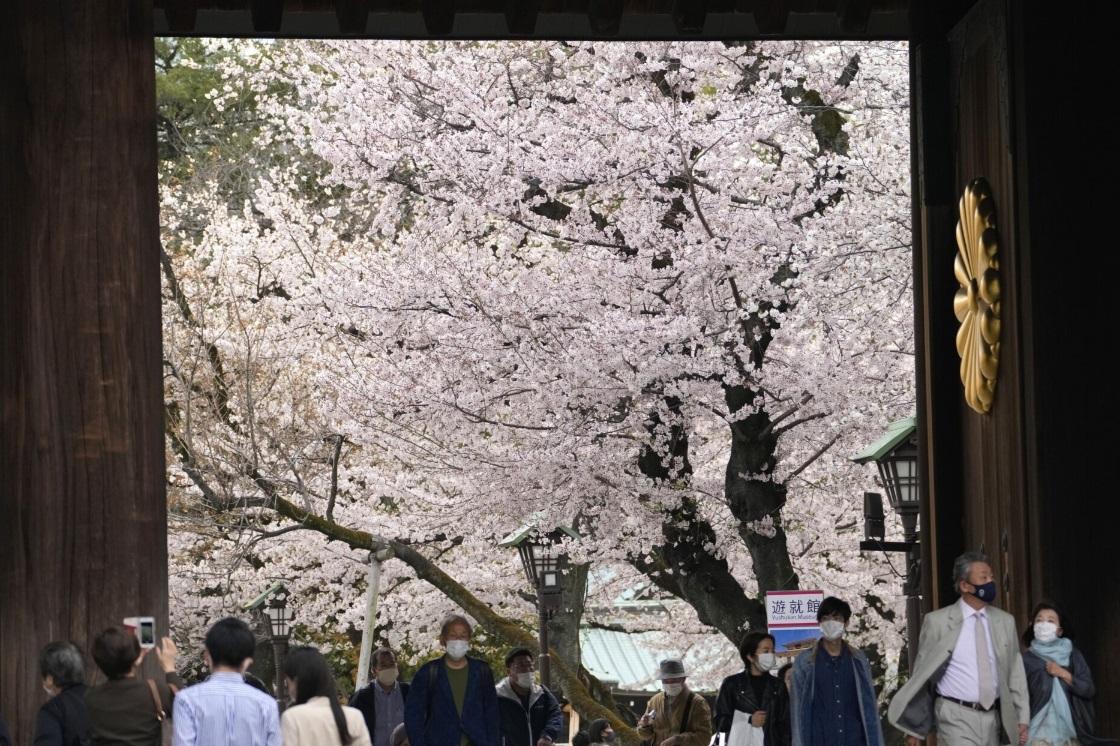 東京一所神社櫻花盛開。(資料圖片)