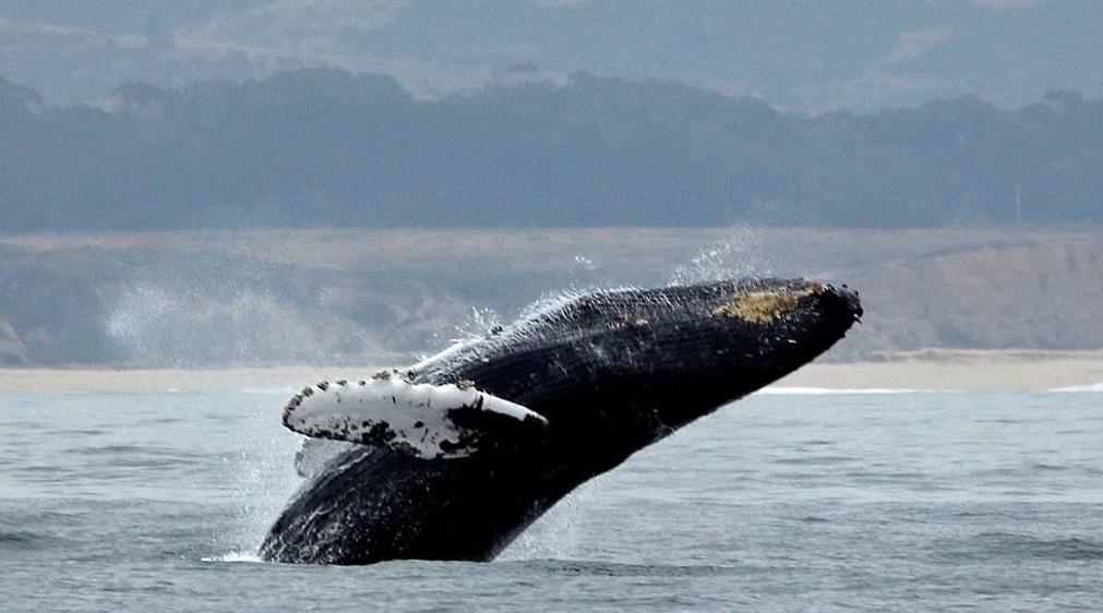 最新研究顯示,北太平洋的座頭鯨數量在不到10年內銳減20%。(資料圖片)