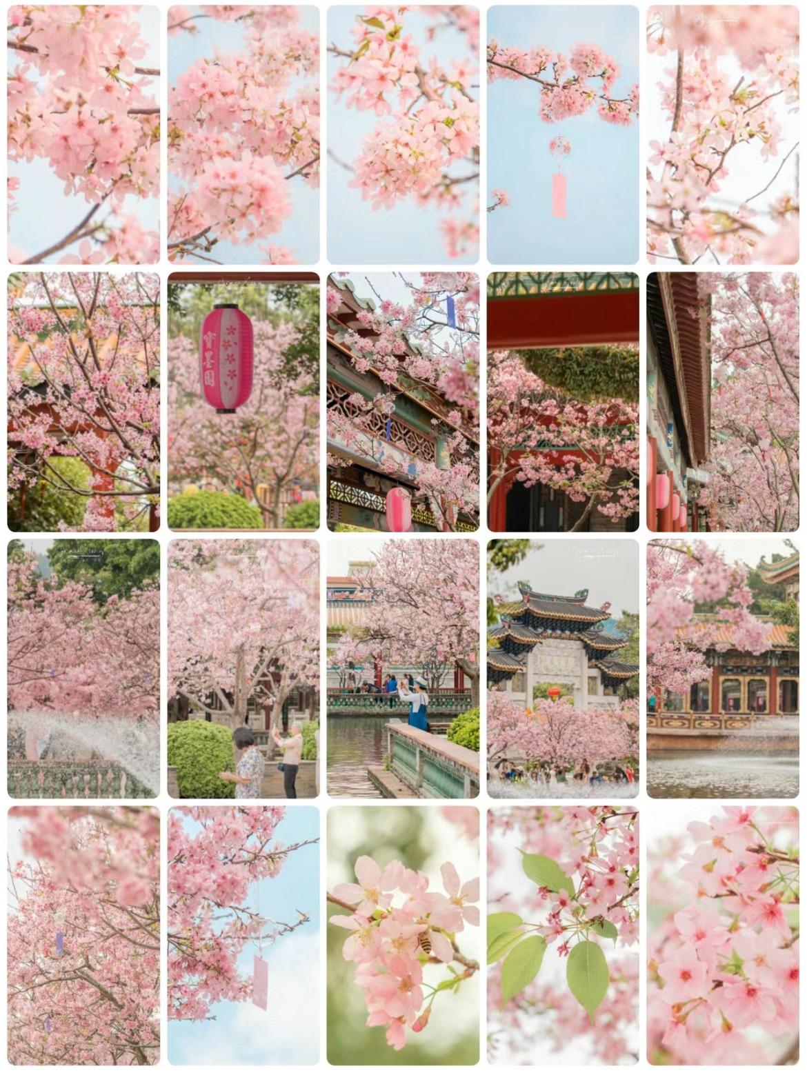 寶墨園內櫻花海,美不勝收。(圖片來源:小柒兮雅@小紅書)