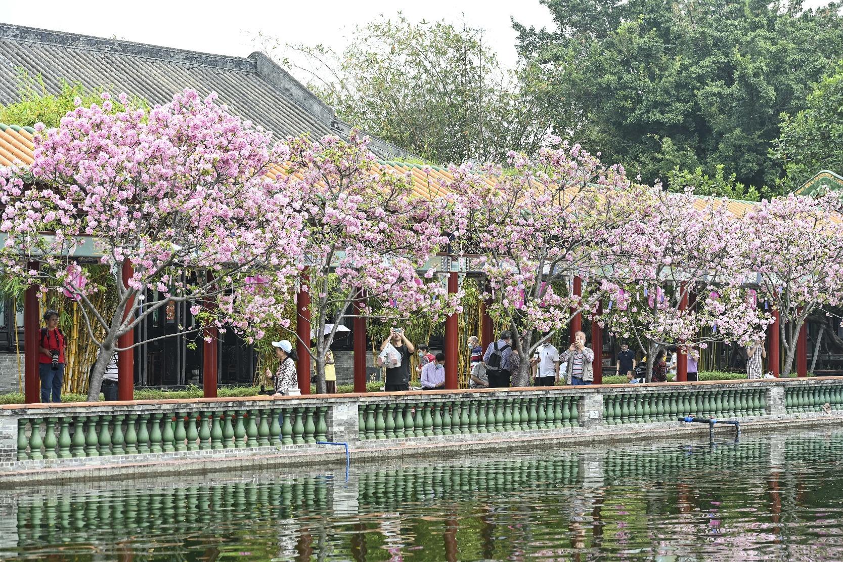 寶墨園的園景有櫻花襯托。(圖片來源:視覺中國)