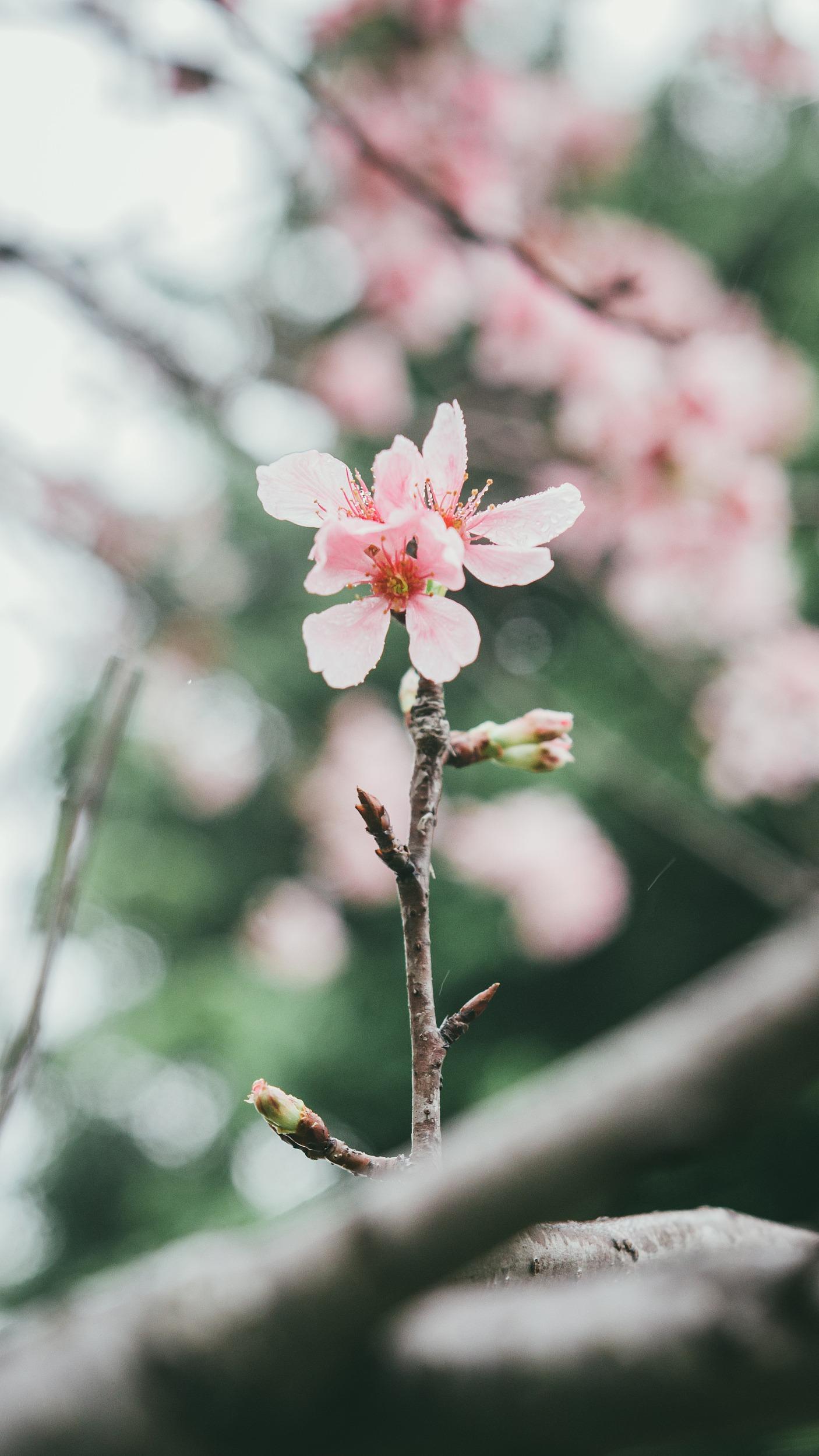 廣州櫻則花蕾玫紅色,花朵淺粉玫。(圖片來源:視覺中國)