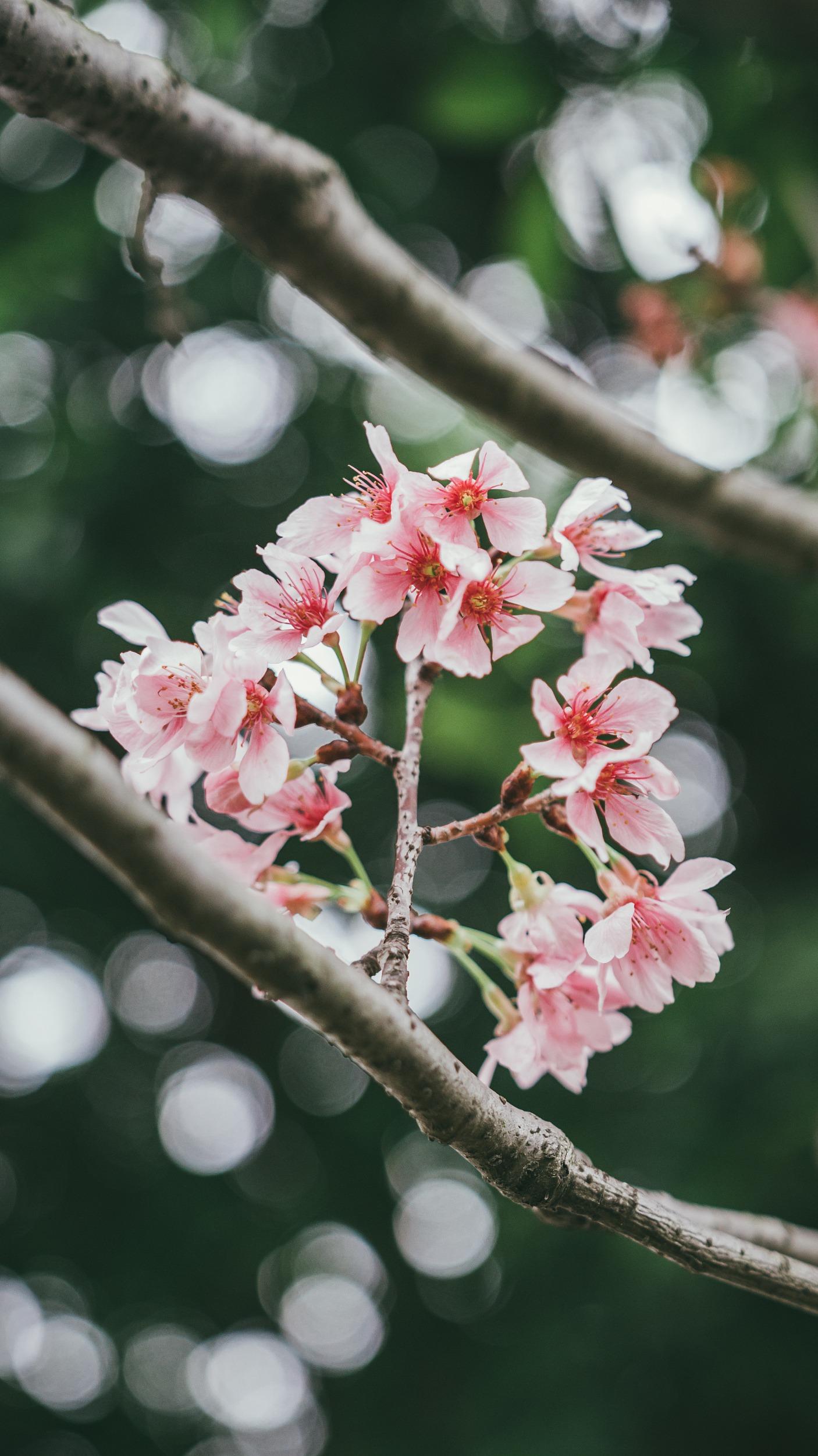 廣州櫻則花蕾玫紅色,花朵淺粉玫。(圖片來源:視覺中國)