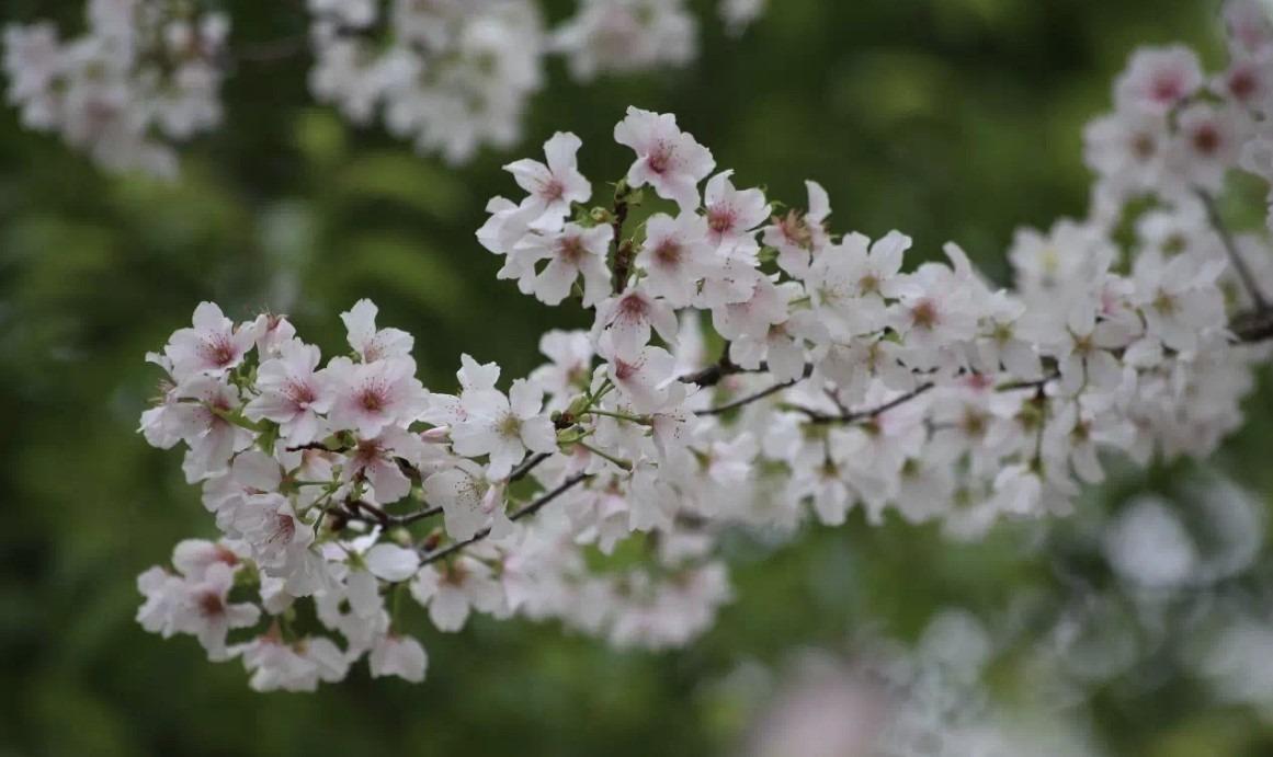 小喬白櫻花蕾白色,帶紅暈。(網上圖片)