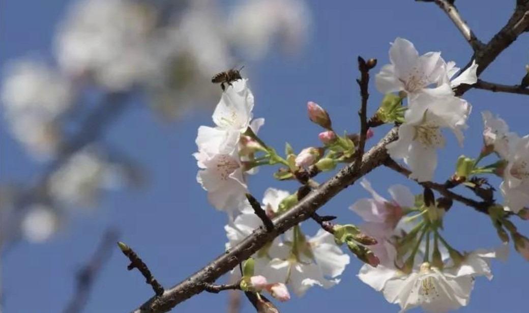 小喬白櫻花花蕾白色,有的帶紅暈。(網上圖片)