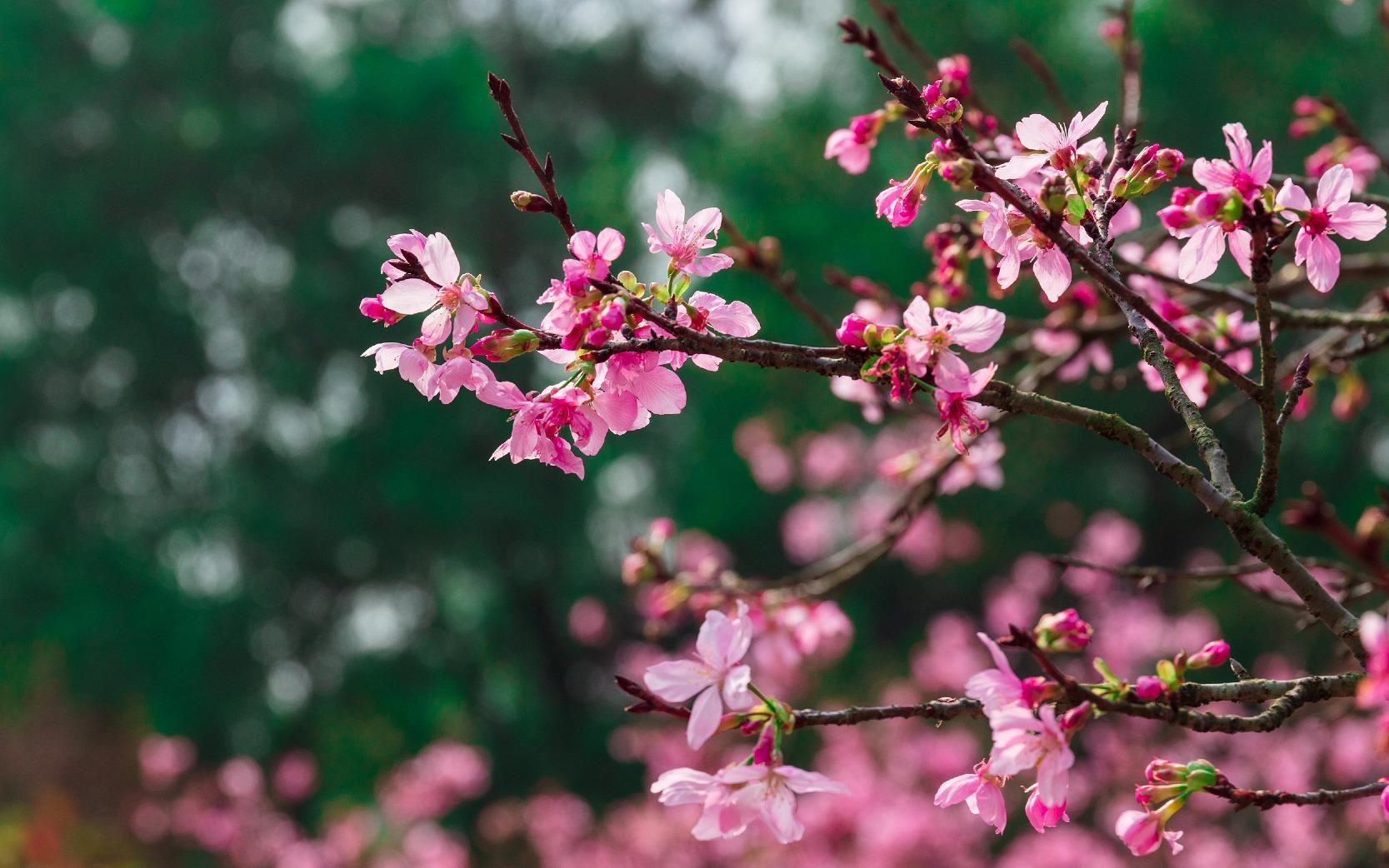 中國紅櫻花紫紅色,生長旺盛,耐高溫,花開繁茂,極富生命力。
