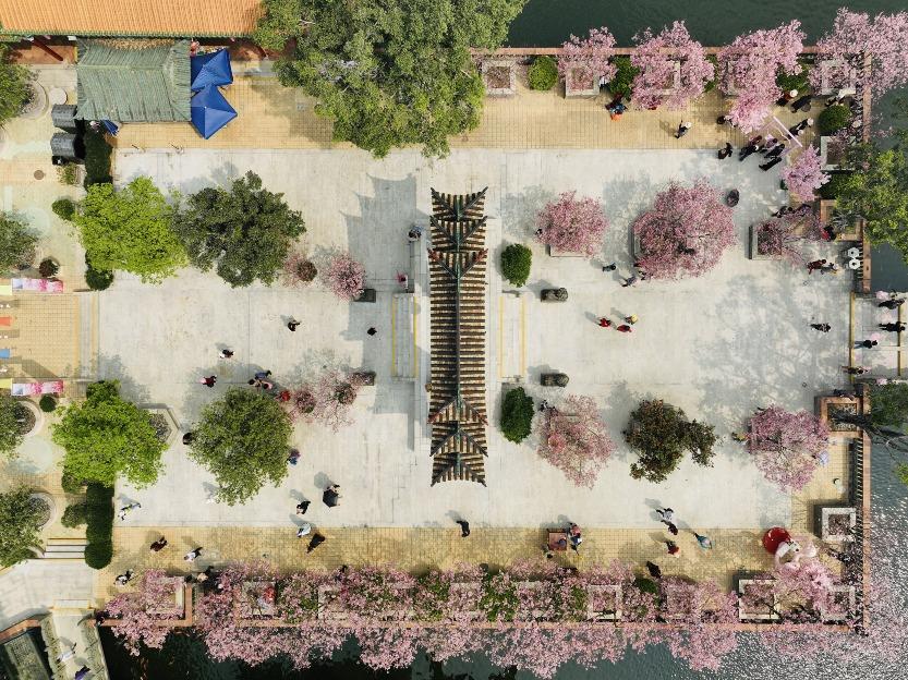 廣州番禺的寶墨園具有嶺南風格的古典園林,小橋流水、櫻花盛放,是賞花的好地方。(圖片來源:視覺中國)