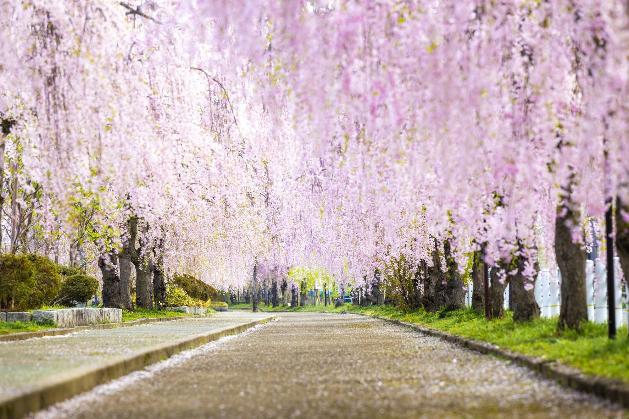 日中線紀念櫻花步道