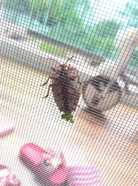 (圖片來源:Facebook@大埔 TAI PO)