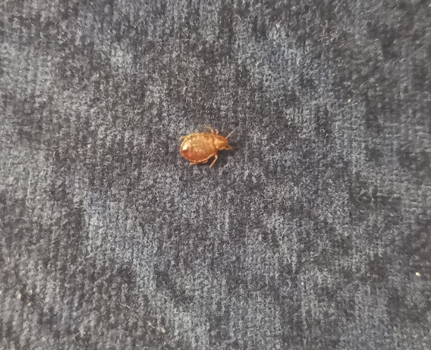 有網民接連在社交平台X上載圖片,指發現座位上有疑似床蝨亂爬。