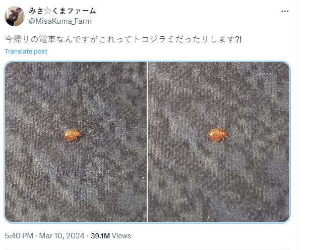 有網民接連在社交平台X上載圖片,指發現座位上有疑似床蝨亂爬。