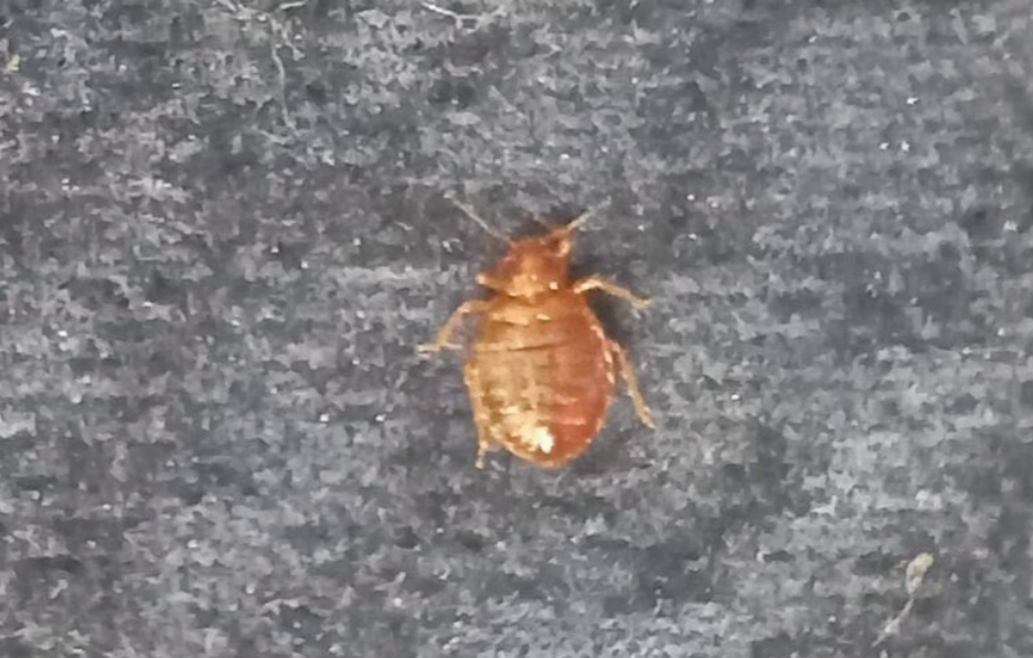 有網民接連在社交平台X上載圖片,指發現座位上有疑似床蝨亂爬。