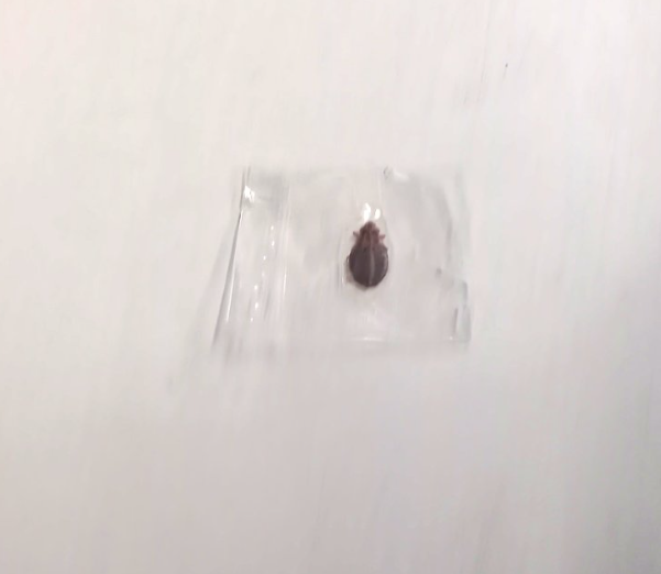 有網民接連在社交平台X上載圖片,指發現座位上有疑似床蝨亂爬。