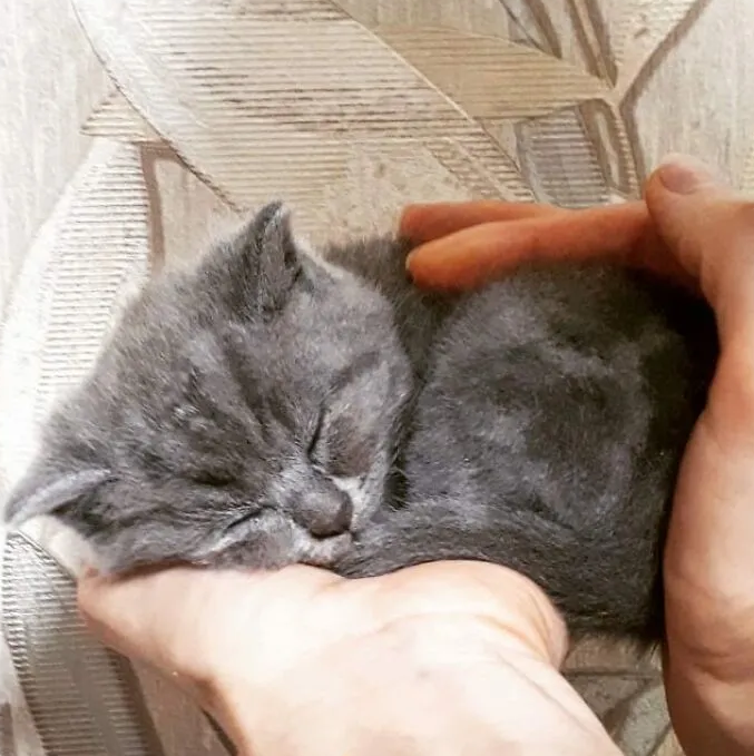 小時候的Fedya。(互聯網)