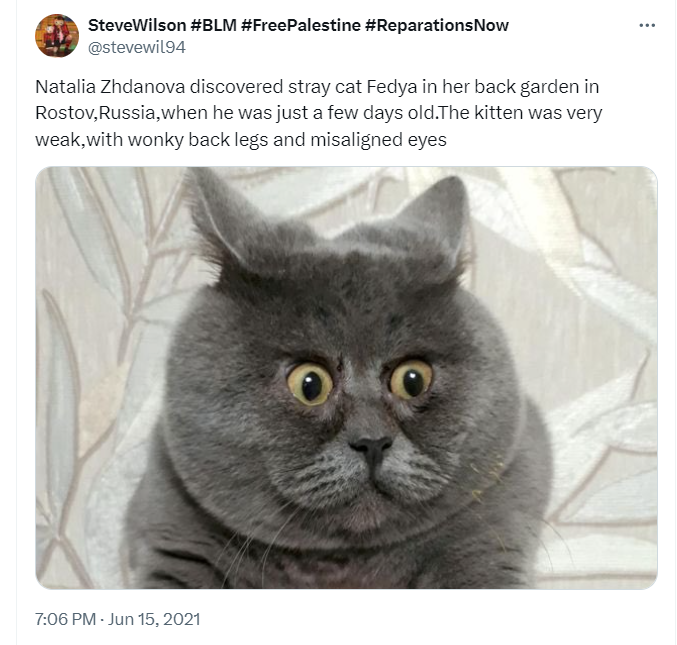 Fedya早於2021年已獲報道。(互聯網)