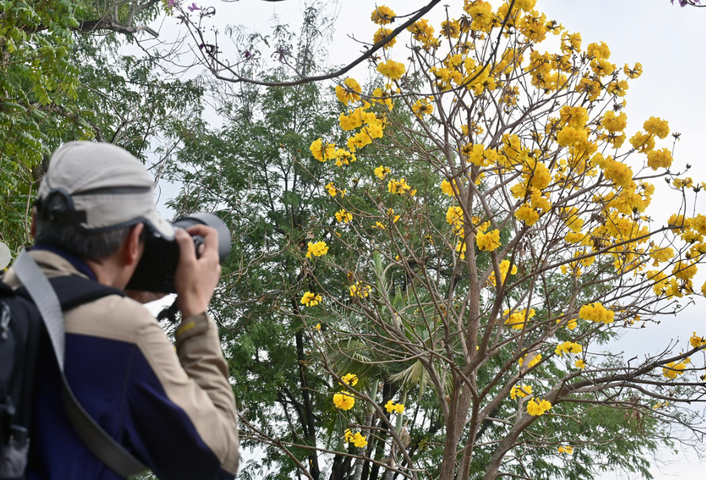 不論樹木生長於公園、遊樂場或路旁,康文署也希望充分展現其原有特性。