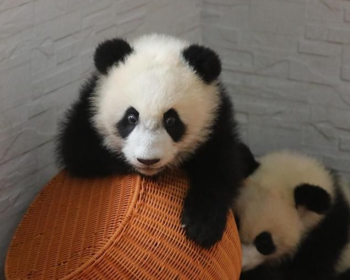 位於陝西省的秦嶺大熊貓研究中心。(資料圖片)