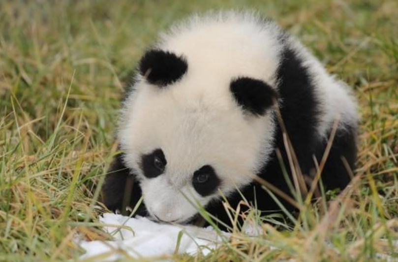 位於陝西省的秦嶺大熊貓研究中心。(資料圖片)