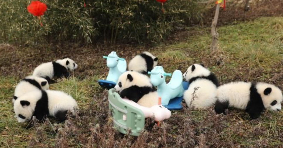 位於陝西省的秦嶺大熊貓研究中心。(資料圖片)