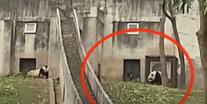 位於陝西省的秦嶺大熊貓研究中心被遊客拍片揭發,有工作人員用鐵鏟攻擊大熊貓。(影片截圖)