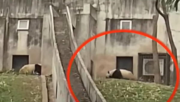 位於陝西省的秦嶺大熊貓研究中心被遊客拍片揭發,有工作人員用鐵鏟攻擊大熊貓。(影片截圖)