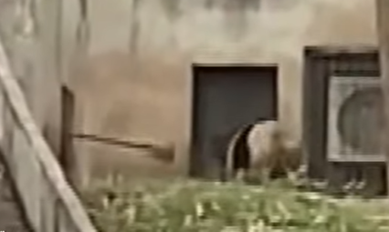 位於陝西省的秦嶺大熊貓研究中心被遊客拍片揭發,有工作人員用鐵鏟攻擊大熊貓。(影片截圖)