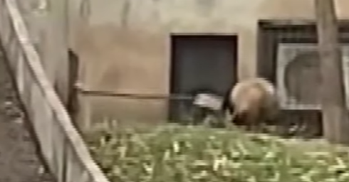 位於陝西省的秦嶺大熊貓研究中心被遊客拍片揭發,有工作人員用鐵鏟攻擊大熊貓。(影片截圖)