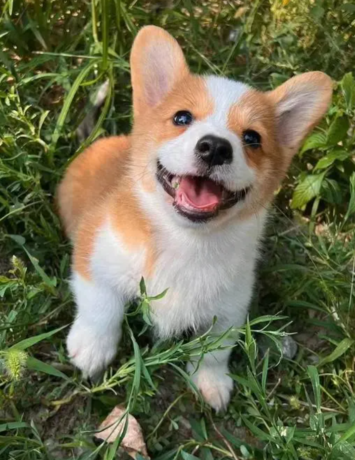 全國第一隻哥基警犬「福仔」日前在山東濰坊一場警營開放日活動中亮相。