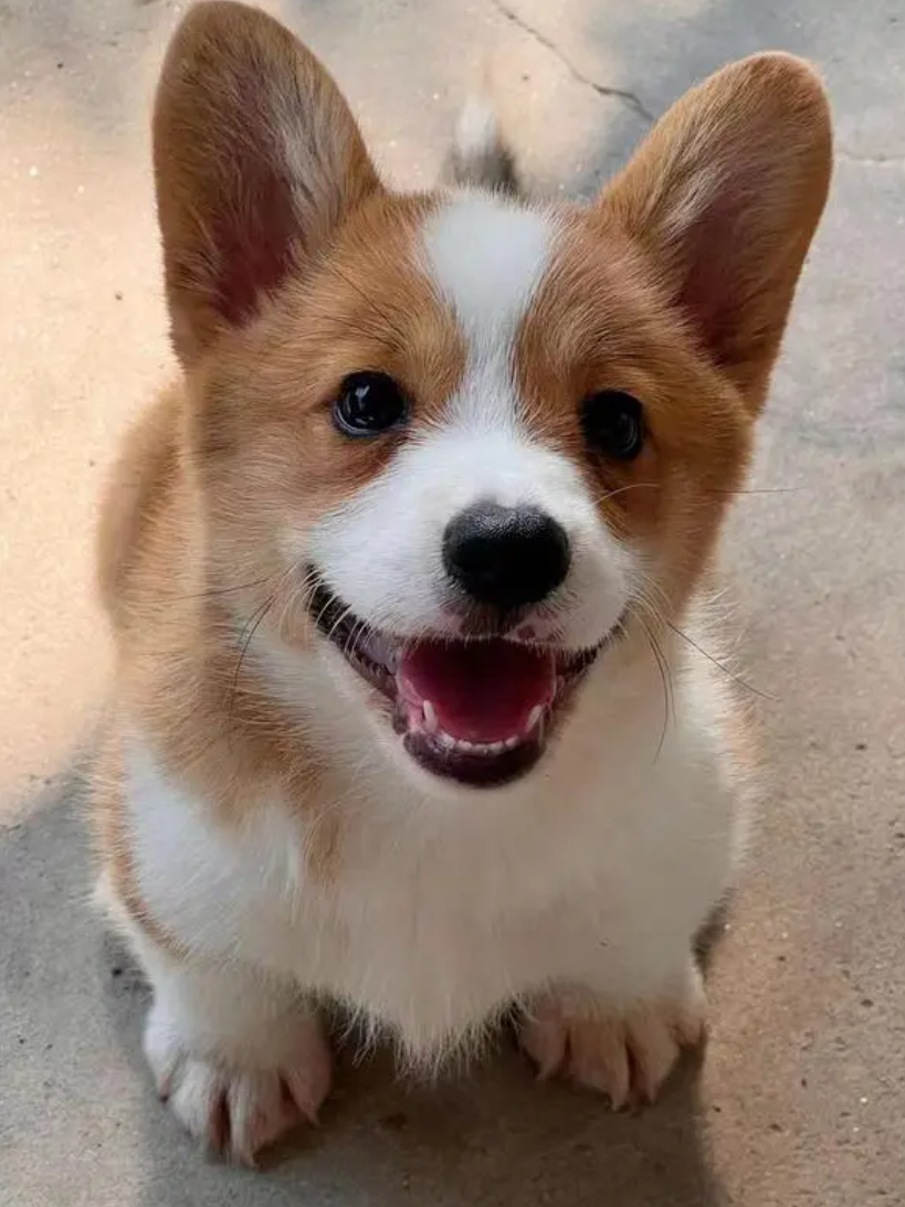 全國第一隻哥基警犬「福仔」日前在山東濰坊一場警營開放日活動中亮相。