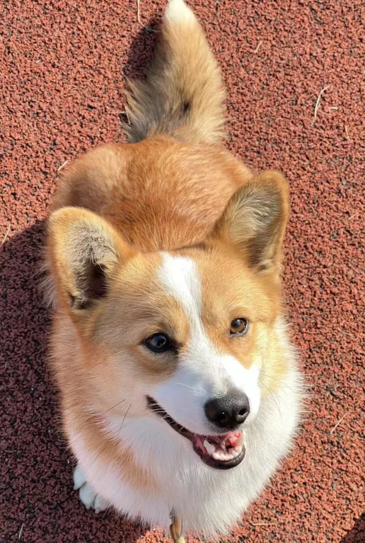 全國第一隻哥基警犬「福仔」日前在山東濰坊一場警營開放日活動中亮相。