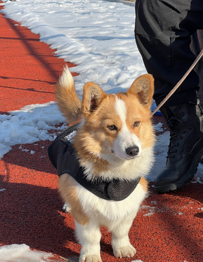 全國第一隻哥基警犬「福仔」日前在山東濰坊一場警營開放日活動中亮相。